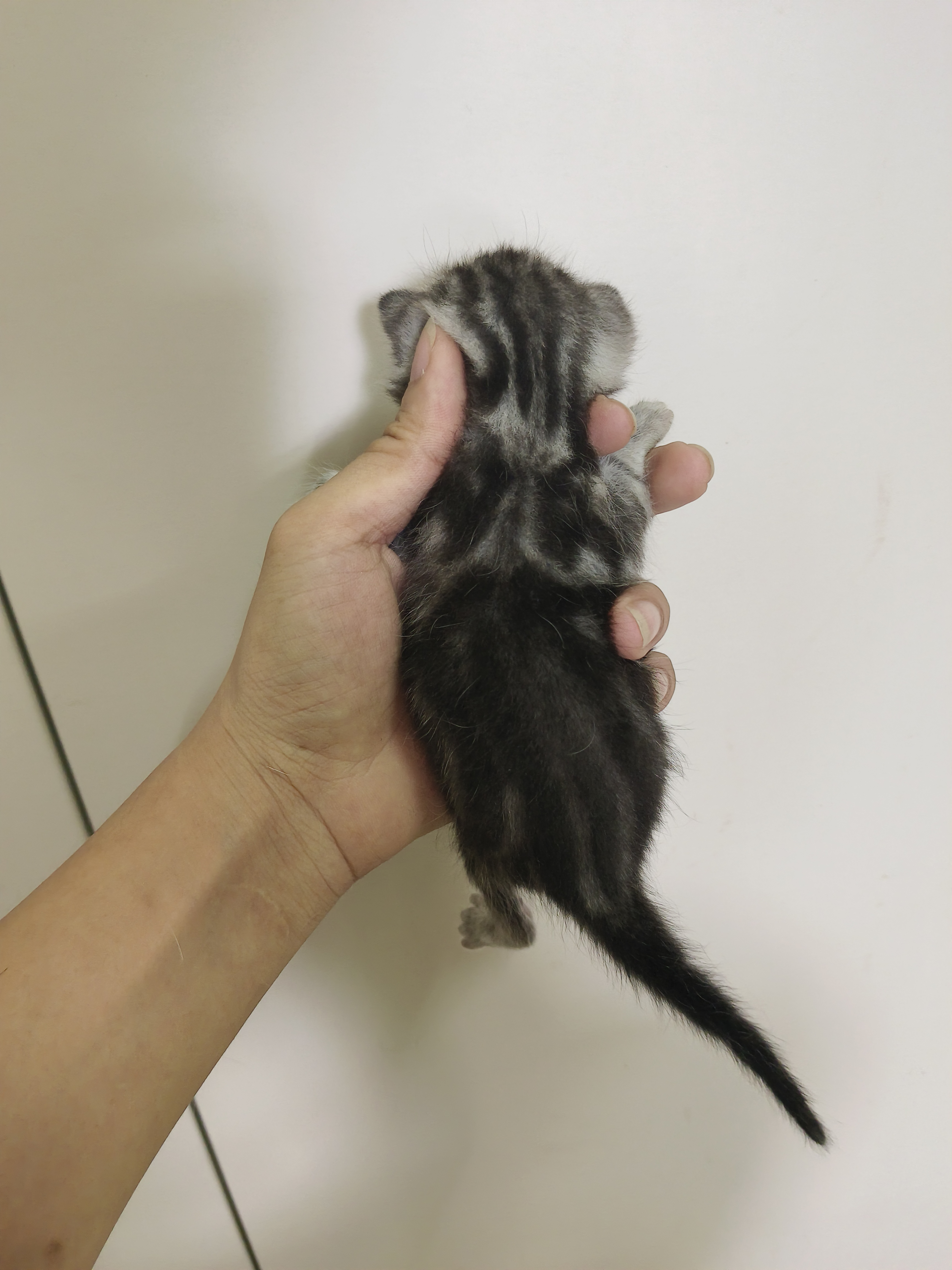 美短虎斑银虎斑